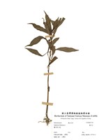 藏品(鳳仙花)的圖片